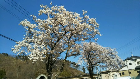 岩手県大槌町の小鎚川の桜