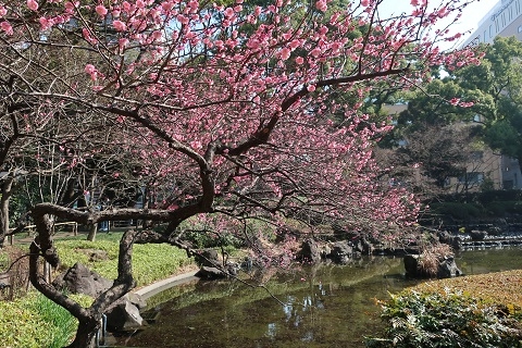 ハマ便り：横浜公園の梅が見頃です